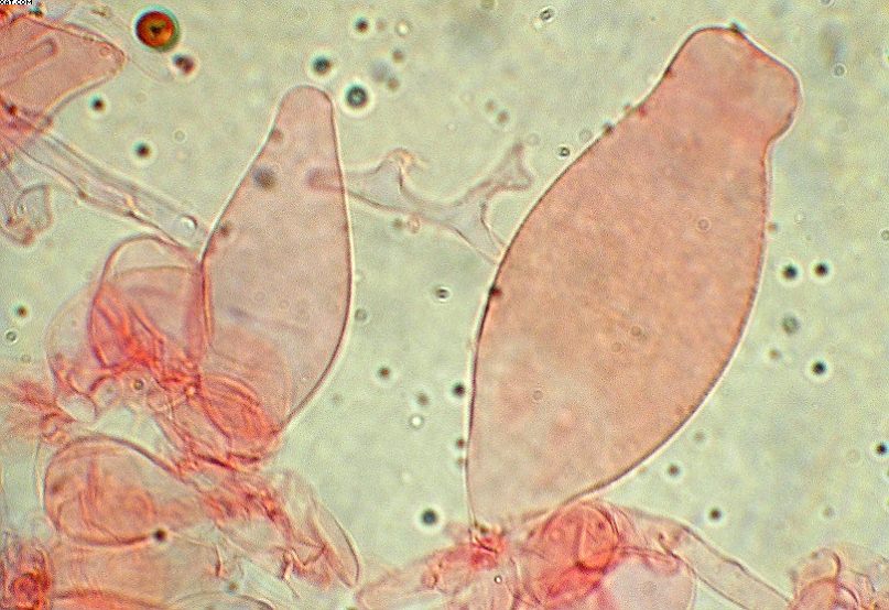 Coprinopsis strossmayeri (Schulzer) Redhead et al.